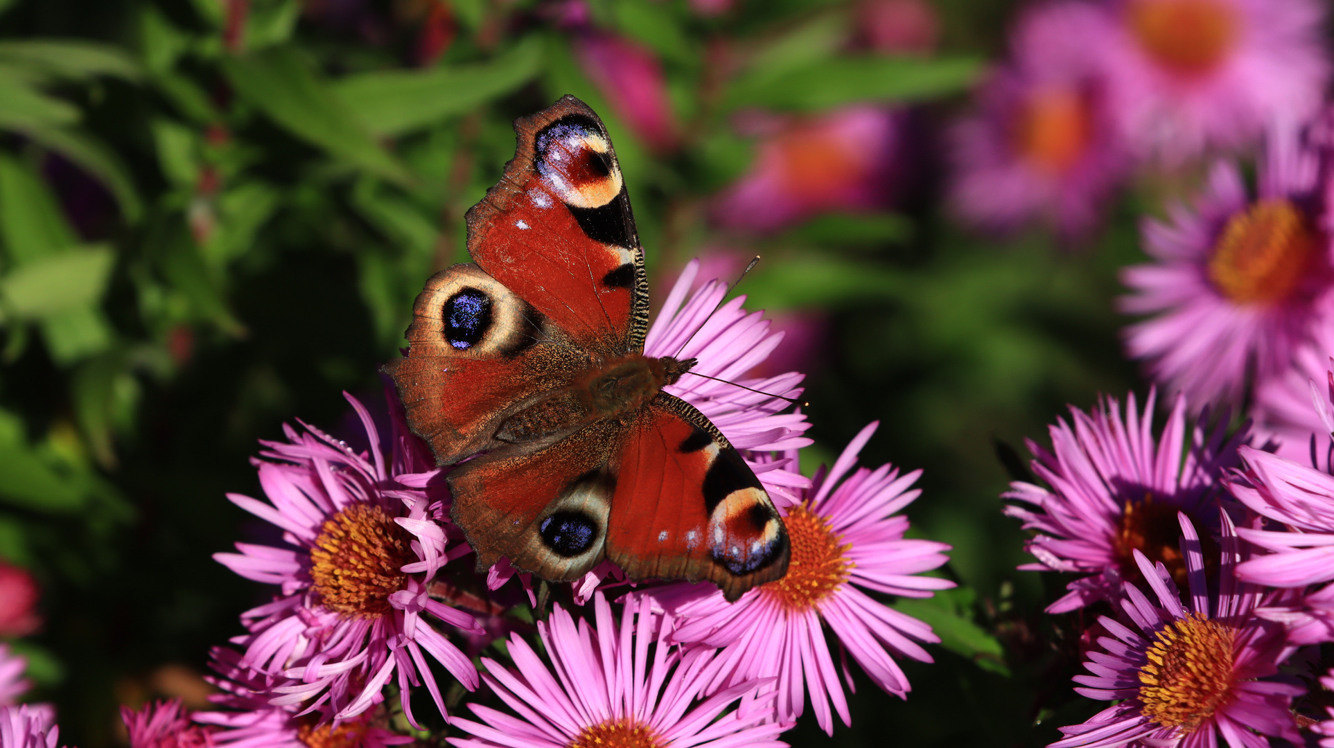 Tagpfauenauge auf Aster