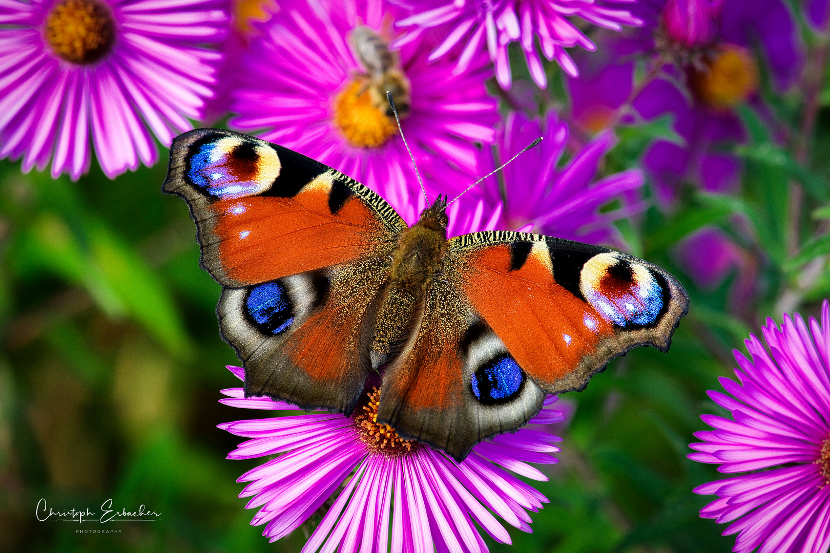 Tagpfauenauge auf Aster