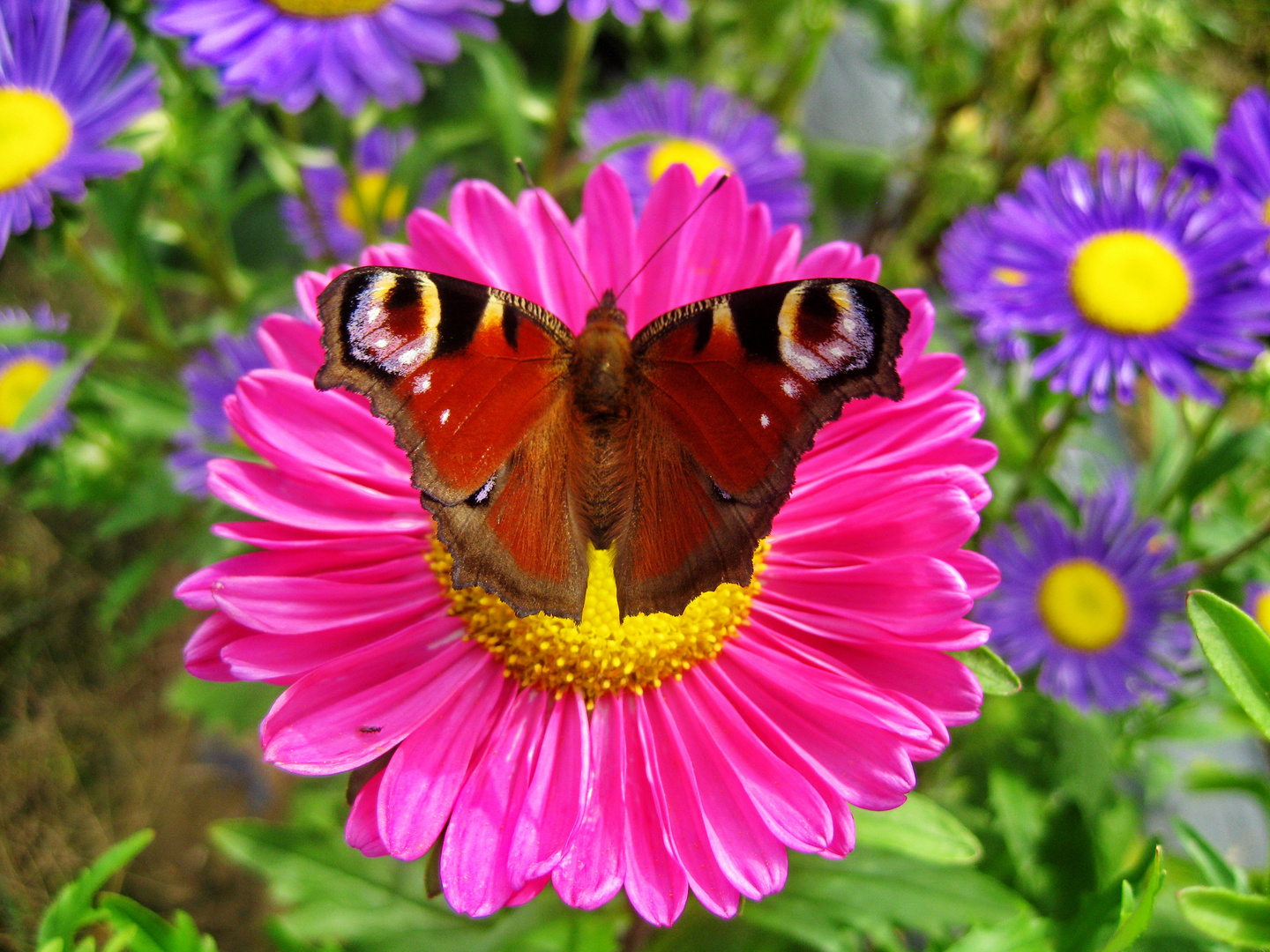 Tagpfauenauge auf Aster im Selberblumenpflückfeld