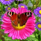 Tagpfauenauge auf Aster im Selberblumenpflückfeld