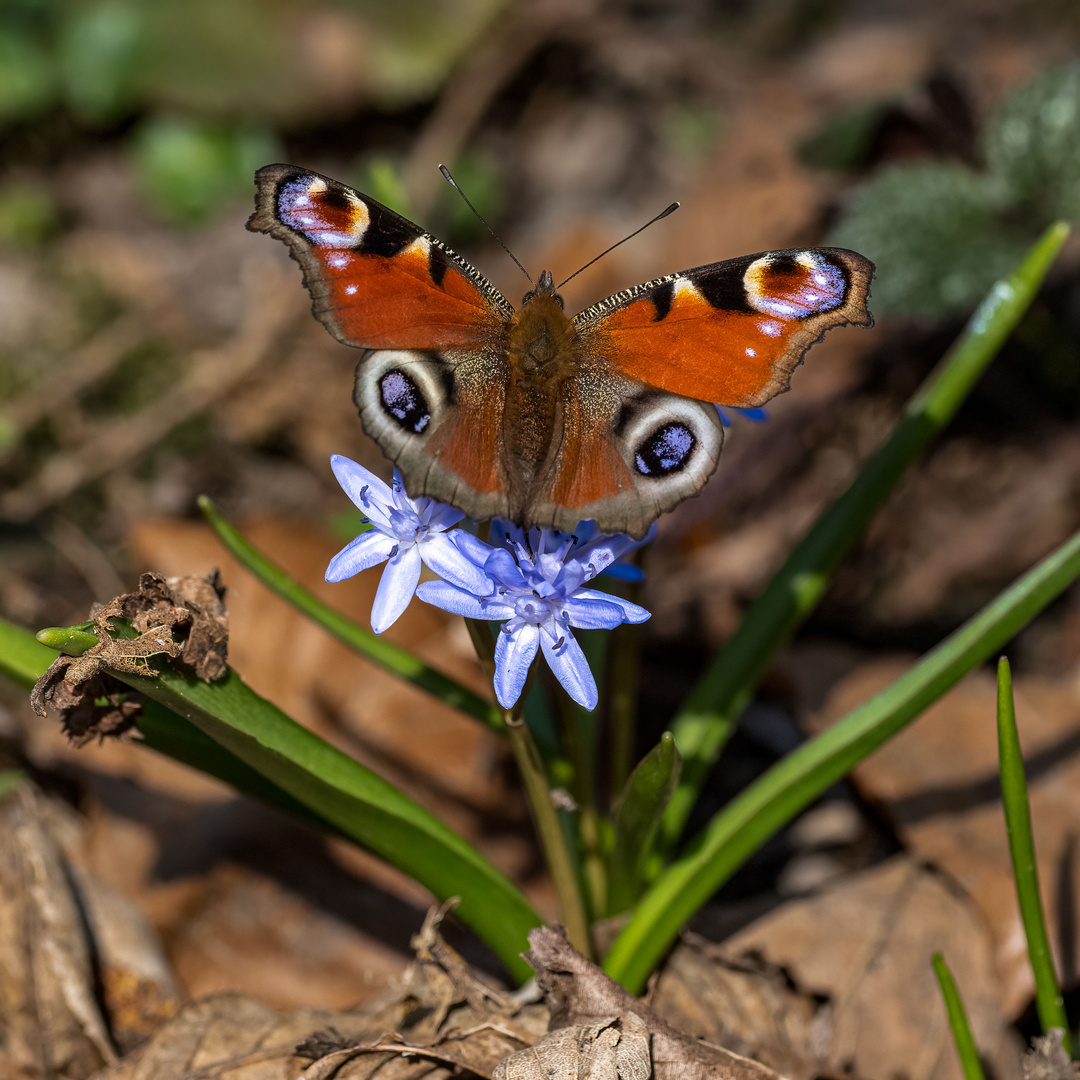 Tagpfauenauge auf Blaustern