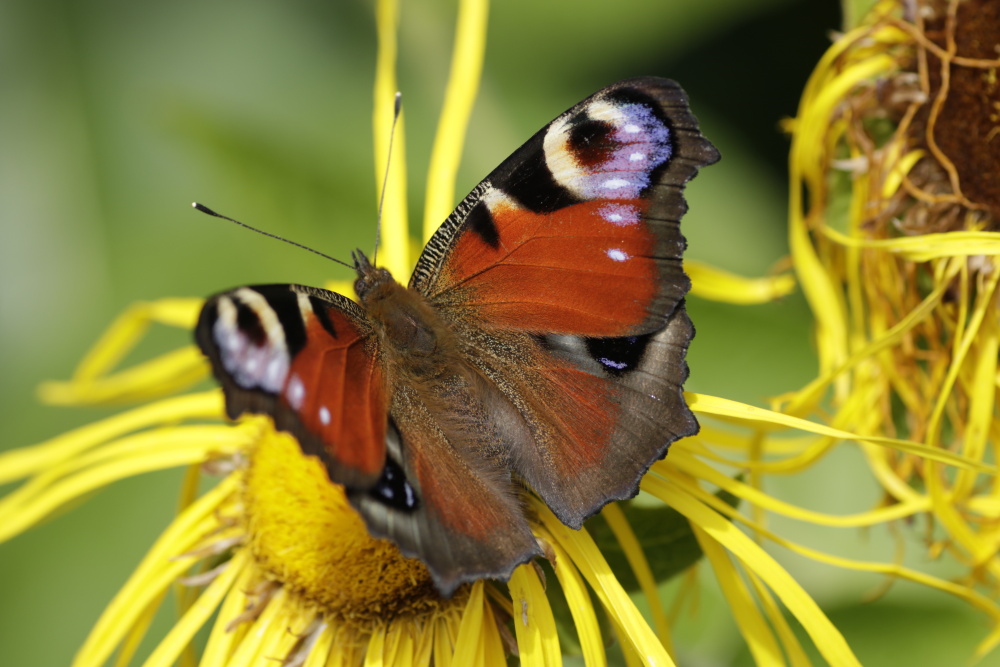 Tagpfauenauge auf Blüte