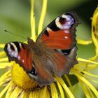 Tagpfauenauge auf Blüte