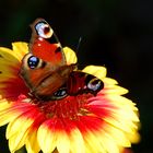 Tagpfauenauge auf Blüte