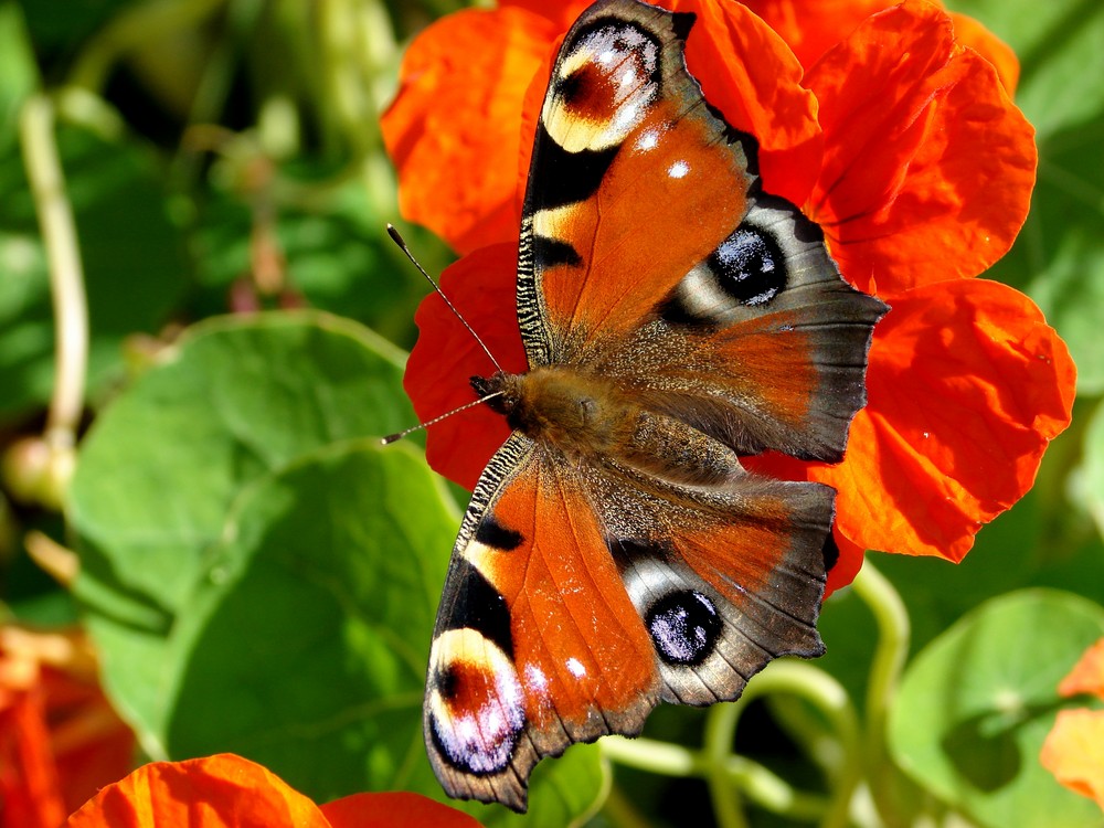 Tagpfauenauge auf Blume