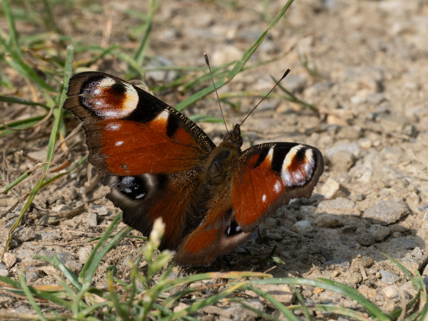 Tagpfauenauge auf dem Feldweg