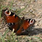 Tagpfauenauge auf dem Feldweg