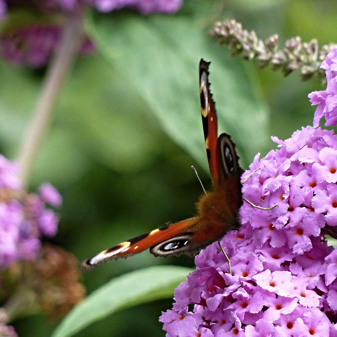 Tagpfauenauge auf dem Sommerflieder