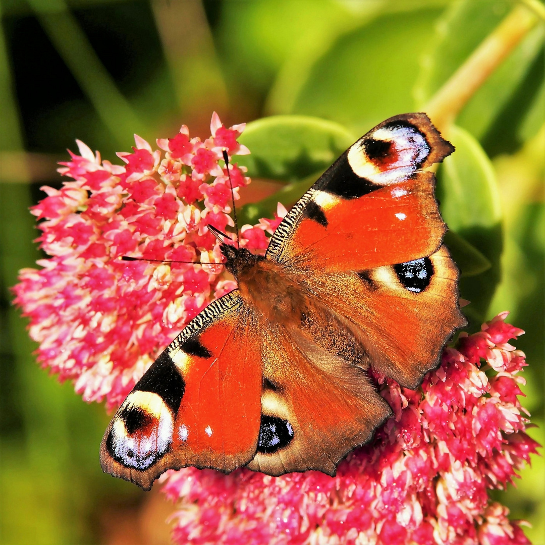 Tagpfauenauge auf der Blüte der Fetthenne.