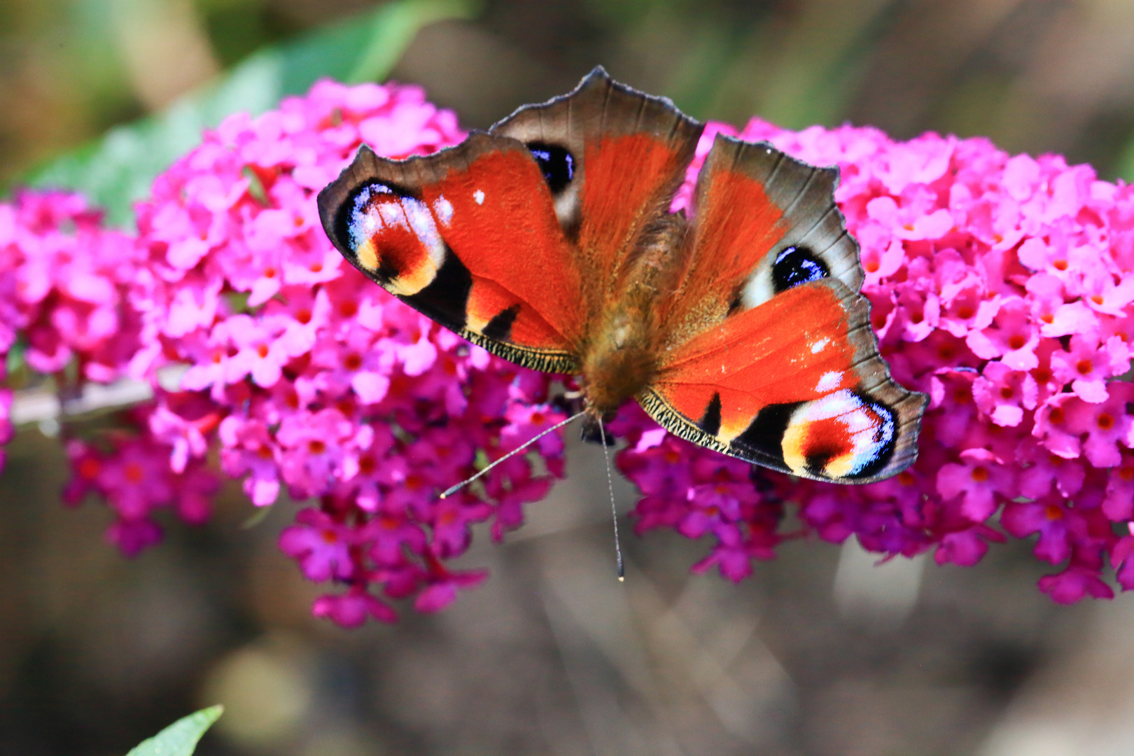 Tagpfauenauge auf der Blüte des Sommerflieders