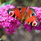 Tagpfauenauge auf der Blüte des Sommerflieders