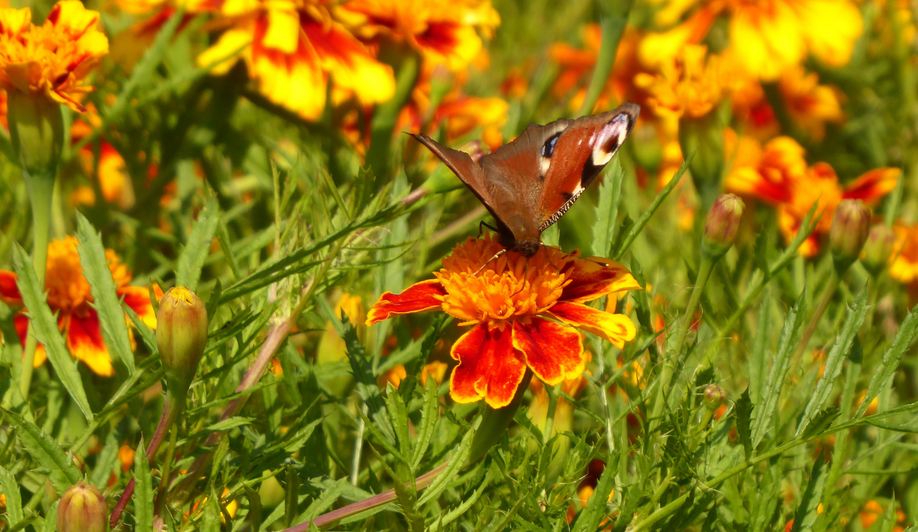 Tagpfauenauge auf der Tagetes