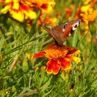 Tagpfauenauge auf der Tagetes