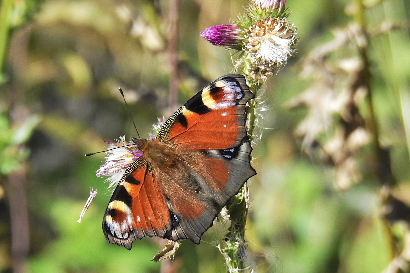 Tagpfauenauge auf Distel