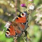 Tagpfauenauge auf Distel