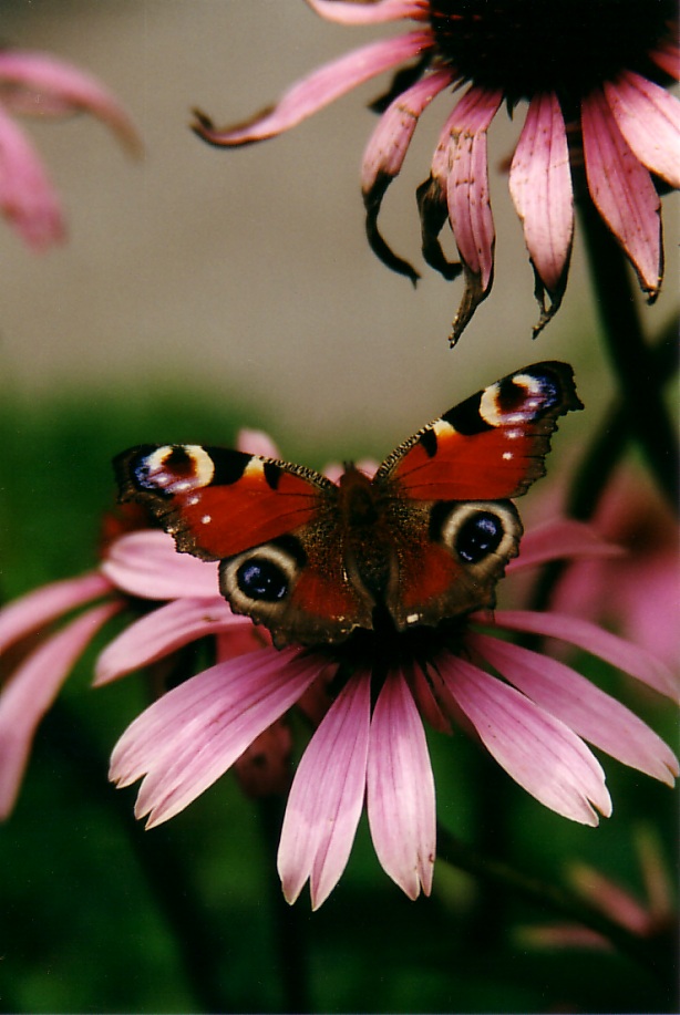 Tagpfauenauge auf Echinacea