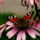 Tagpfauenauge auf Echinacea