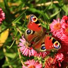 Tagpfauenauge auf einer Herbstaster