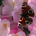 Tagpfauenauge auf einer Rhododendronblüte