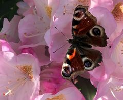 Tagpfauenauge auf einer Rhododendronblüte