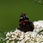 Tagpfauenauge auf einer Schmetterlingsbusch Blüte