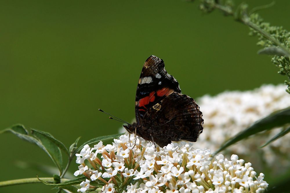 Tagpfauenauge auf einer Schmetterlingsbusch Blüte