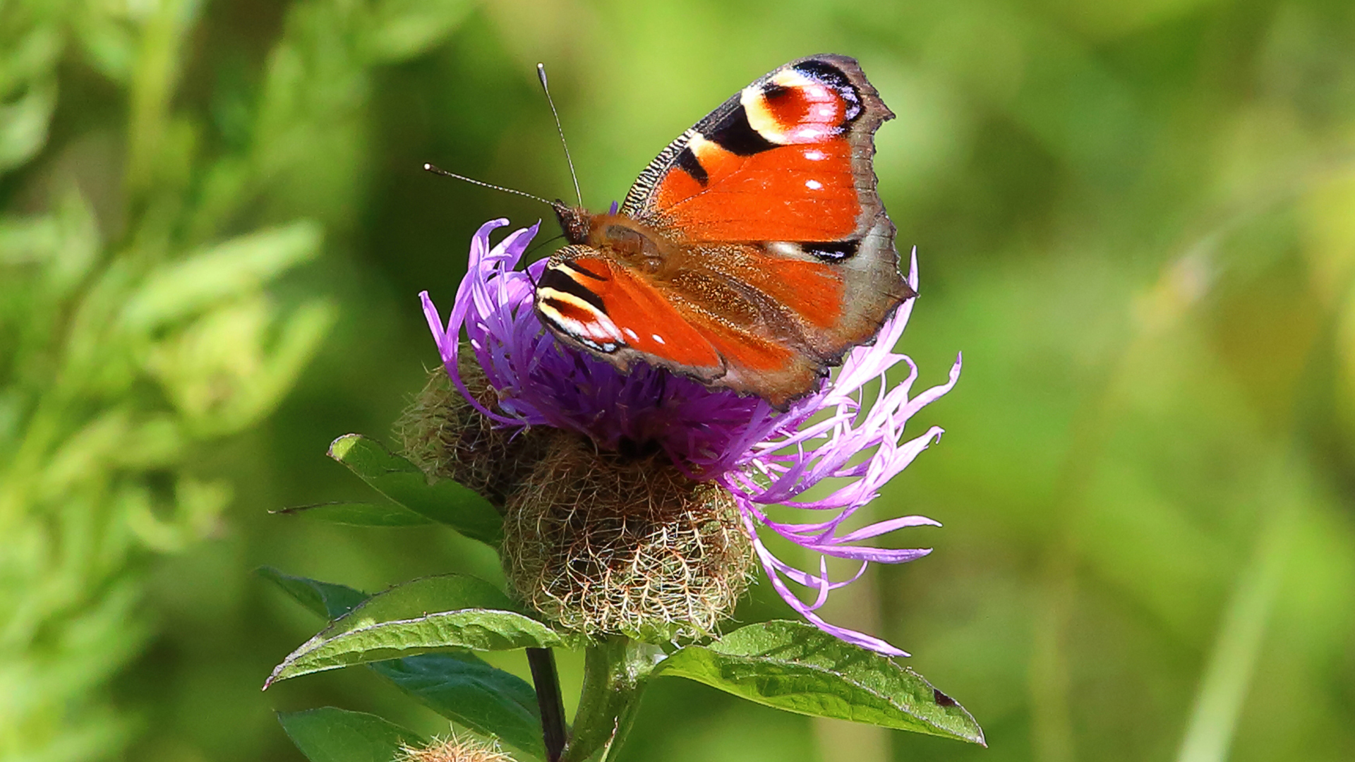 Tagpfauenauge auf Flockenblume