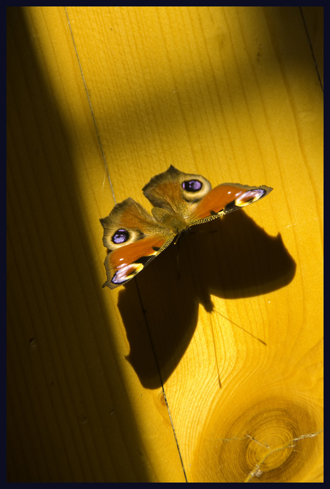 Tagpfauenauge auf heiligen Planken