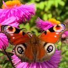 Tagpfauenauge auf Herbstaster