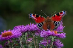 Tagpfauenauge auf Herbstastern