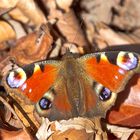 Tagpfauenauge auf Herbstlaub