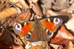 Tagpfauenauge auf Herbstlaub