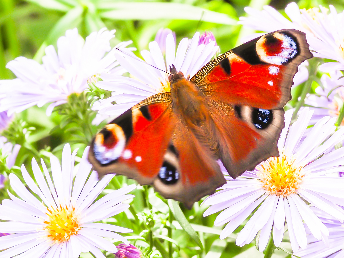 Tagpfauenauge auf High-Key-Blumen