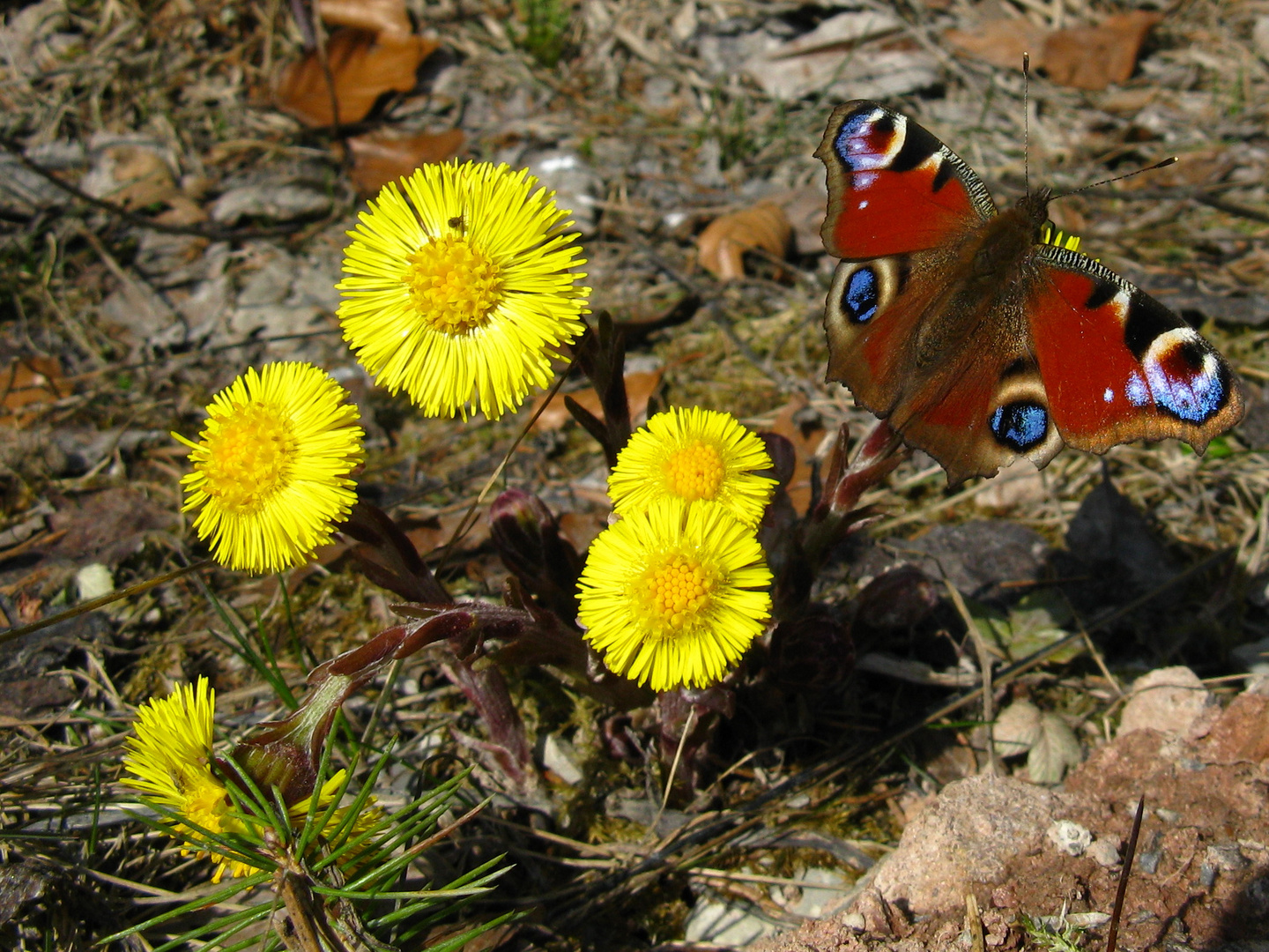 Tagpfauenauge auf Huflattich