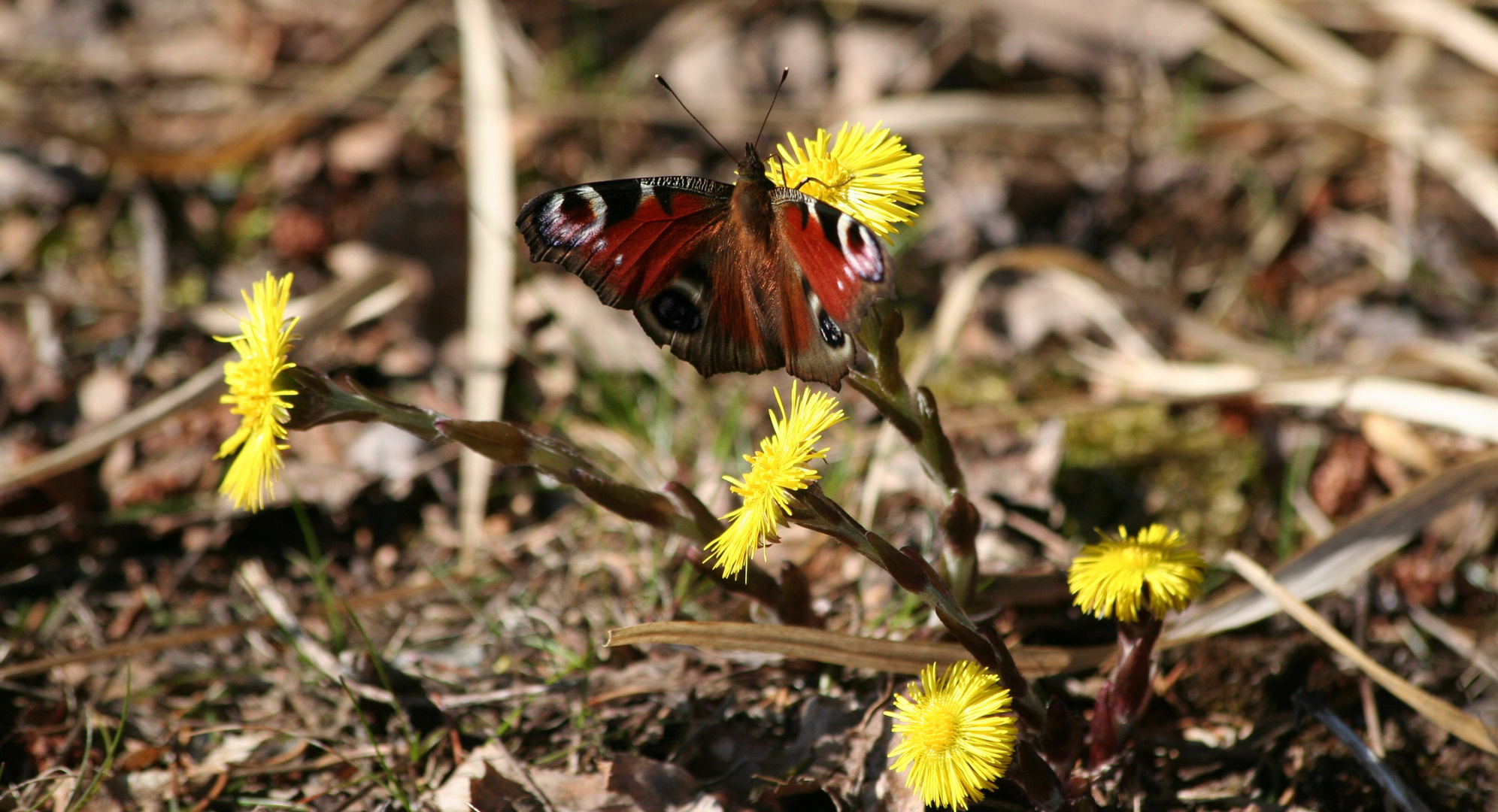 Tagpfauenauge auf Huflattich