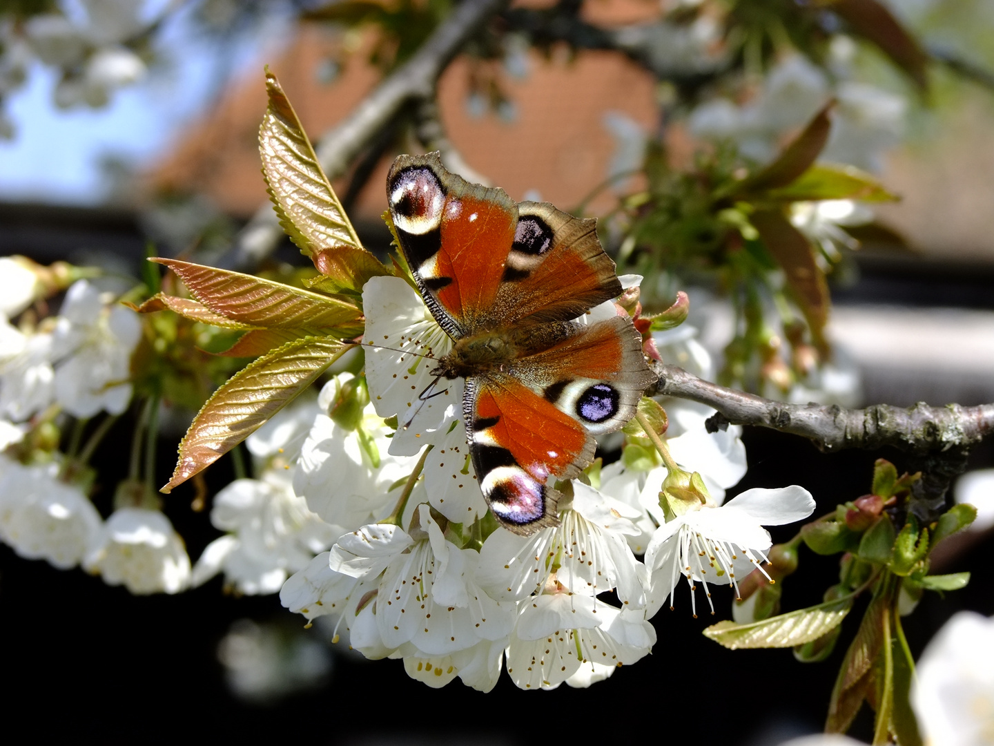 Tagpfauenauge auf Kirschblüten