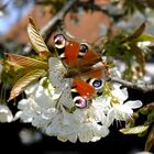 Tagpfauenauge auf Kirschblüten