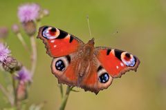 Tagpfauenauge auf Kratzdistel