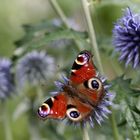 Tagpfauenauge auf Kugeldistel