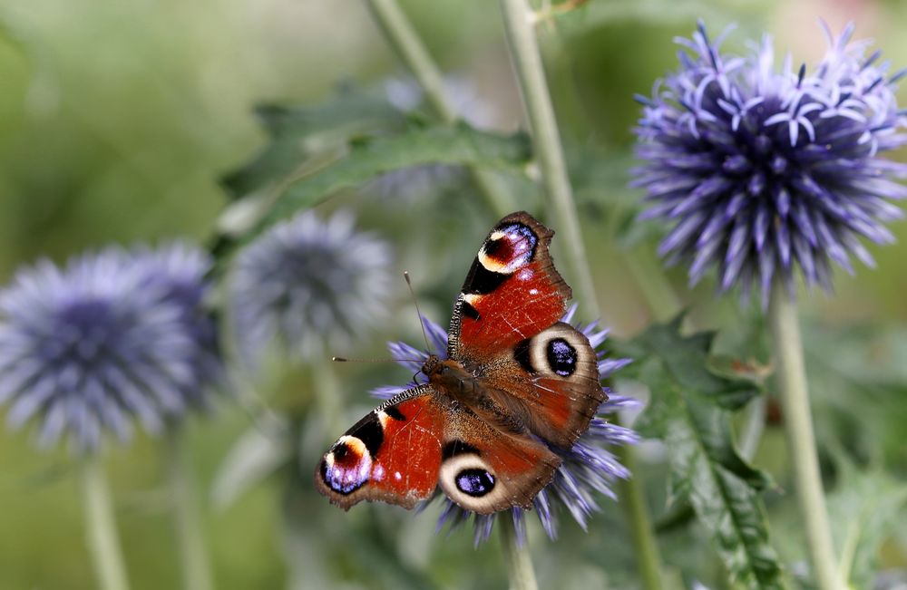 Tagpfauenauge auf Kugeldistel