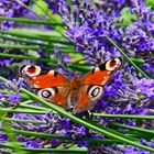 Tagpfauenauge auf Lavendel-Blüten