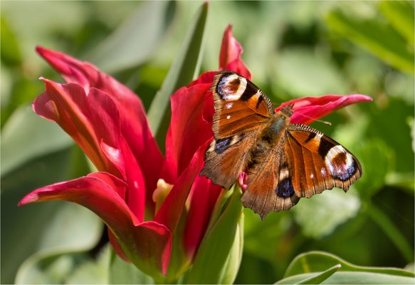 Tagpfauenauge auf Nahrungssuche