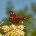 Tagpfauenauge auf Rispenhortensie