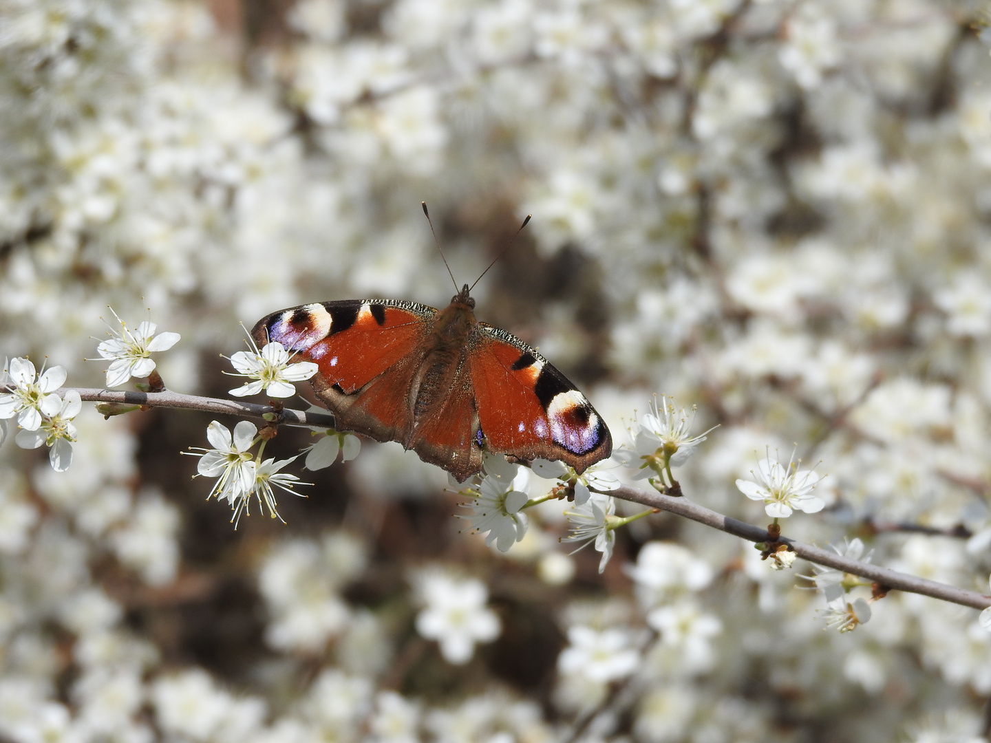 Tagpfauenauge auf Schlehenblüte