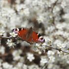 Tagpfauenauge auf Schlehenblüte