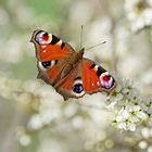 Tagpfauenauge auf Schlehenblüten