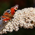 Tagpfauenauge auf Schmetterlingsflieder