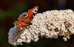 Tagpfauenauge auf Schmetterlingsflieder