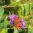 Tagpfauenauge auf Schmetterlingsflieder / le papillon (paon) sur les papilllon lilas