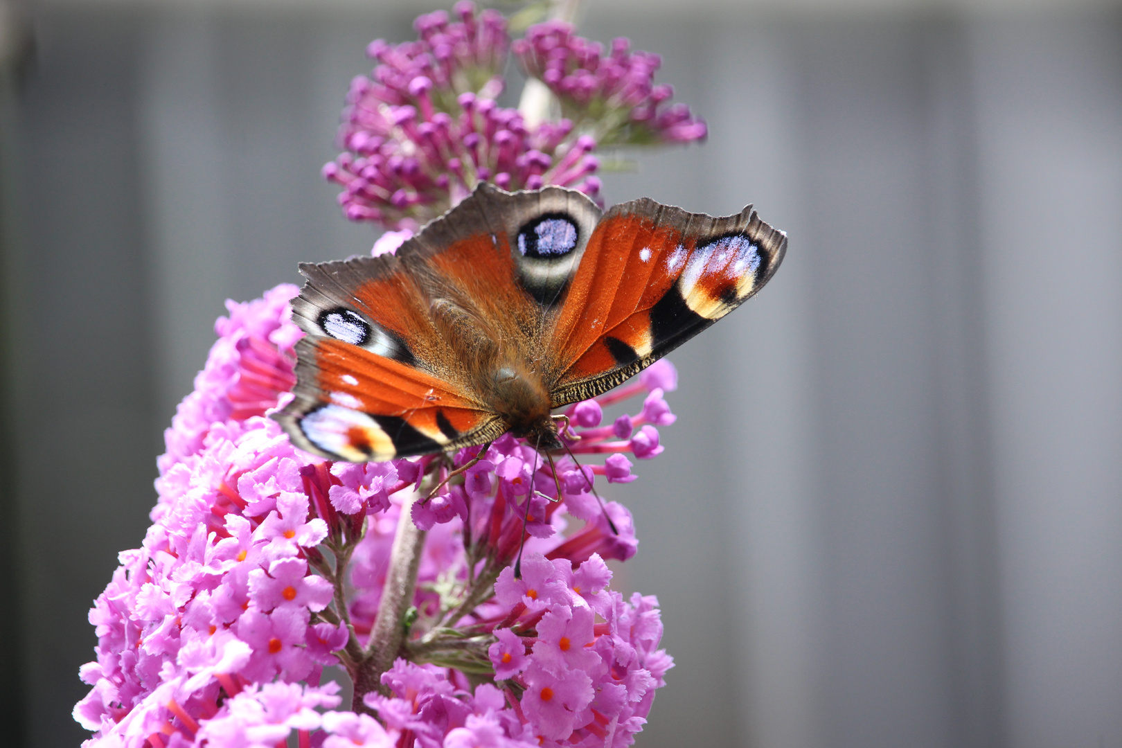 Tagpfauenauge auf Sommerflieder